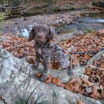 jake (8)